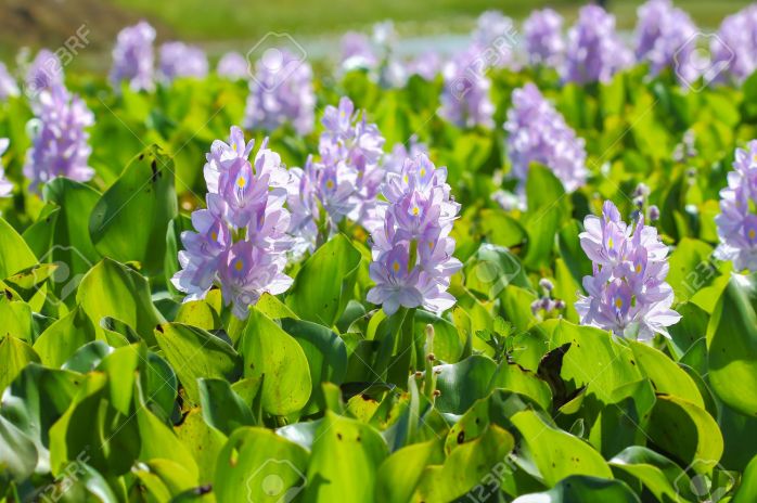 Water hyacinth flower in natural water sources